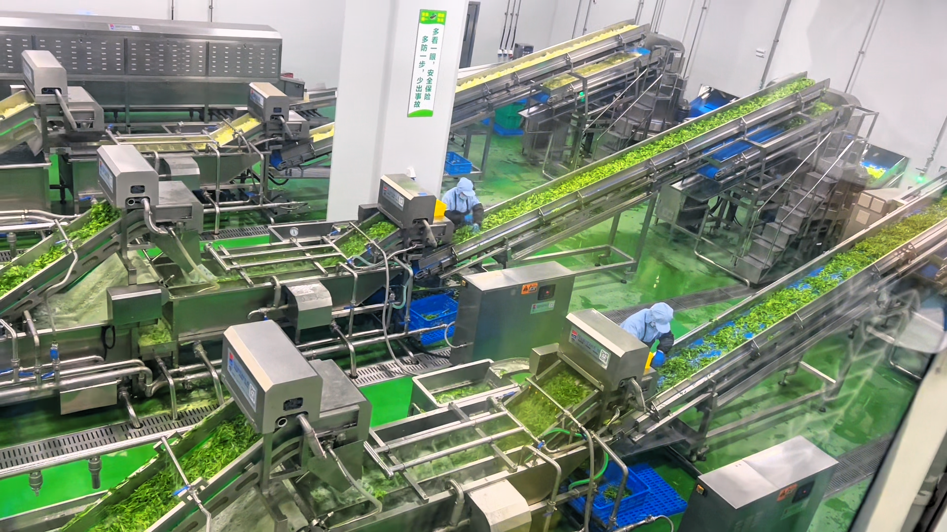 Leafy vegetable washing and conveying lines operating in a food processing facility