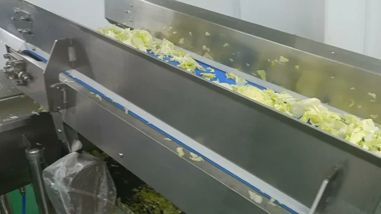 Leafy salad material moving on a stainless steel conveyor during a process trial, illustrating product-specific validation
