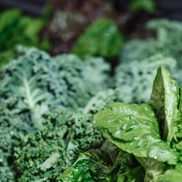 Fresh leafy greens representing raw vegetables entering a controlled washing process