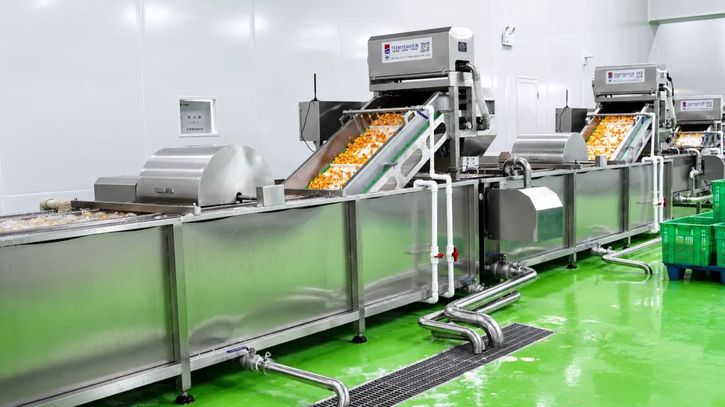 Cut root vegetables on conveyors between washing stages