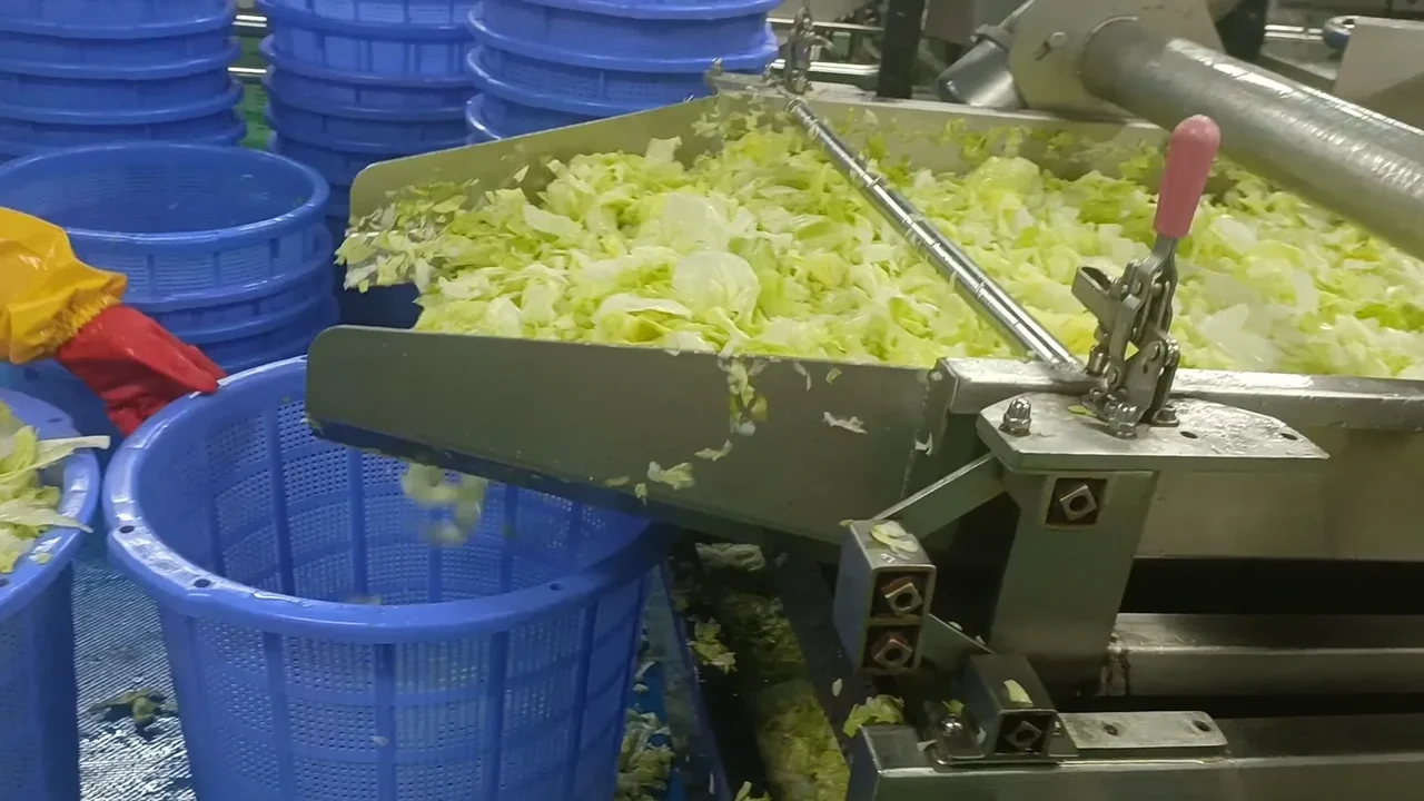 Cut salad leaves discharging from processing equipment into a collection basket
