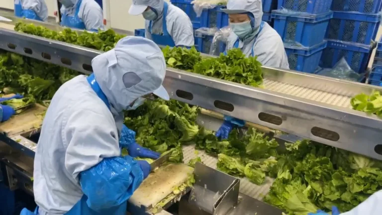 Operators trimming green leafy vegetables beside a preparation conveyor