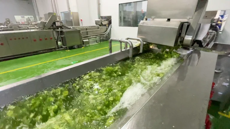 Green leafy vegetables moving through an agitated stainless steel washing channel