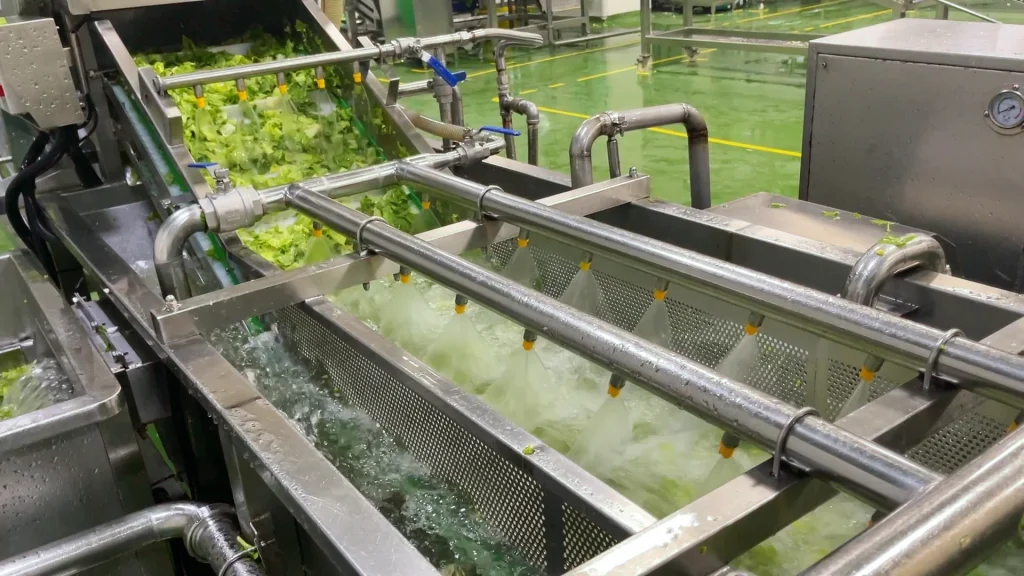 Green leafy vegetables passing under spray nozzles on a stainless steel washing line